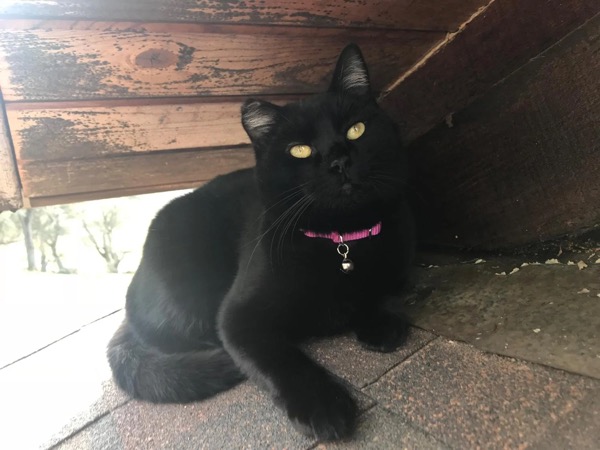 Black cat with pink collar