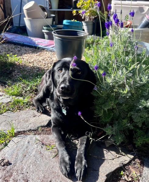 Black dog relaxing by lavender