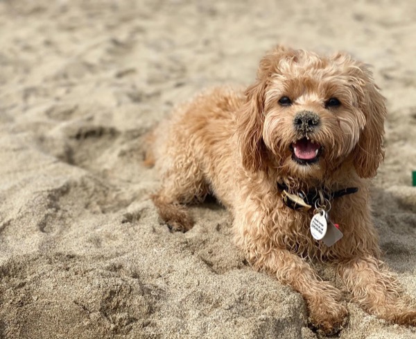 Happy doodle dog playing on the sand