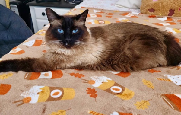 Siamese cat on cozy blanket